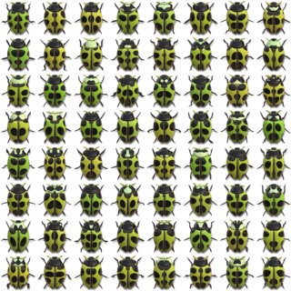 An illustration of 64 different little bugs