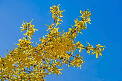 Flowering forsythia branch (Forsythia), Bavaria, Germany, Europe