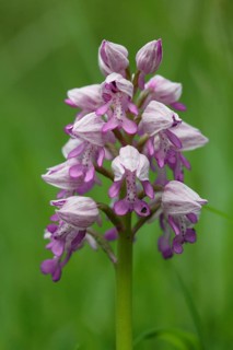 Orchid, Orchis militaris
