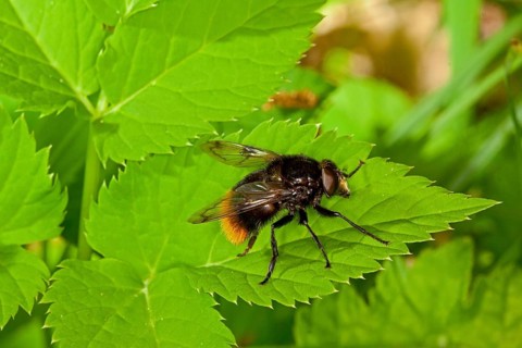 Volucella bombylans, bumblebee hoverfly