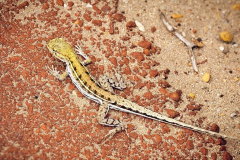 An image of a small lizard in Australia