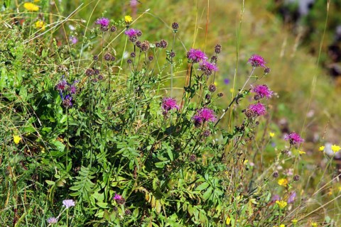Centaurea scabiosa ssp. alpestris, Scabiosa knapweed