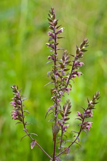 Odontites vulgaris, Red Bartsia, Red Bartsia