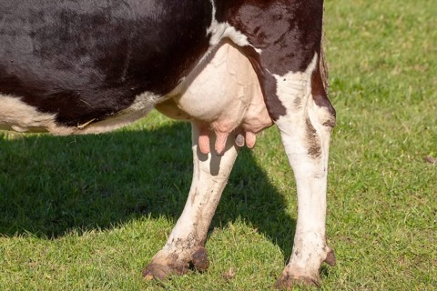 An image of a cow in the green grass