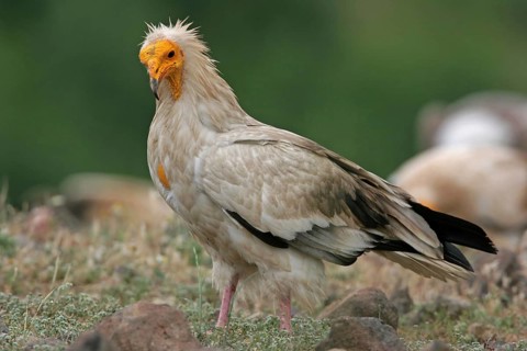 Egyptian vulture (Neophron percnopterus), Rhodope Mountains, Bulgaria, Europe