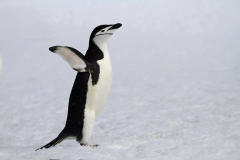 Chinstrap penguin in the snow in Antarctica, (Pygoscelis antarktika), Antarctica