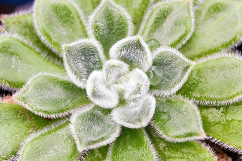 Beautiful succulent plant in greenhouse. Closeup, floral patterns, selective focus