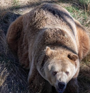 Keenesburg, Colorado, A grizzly bear (Ursus arctos horribilis) at the Wild Animal Sanctuary, a