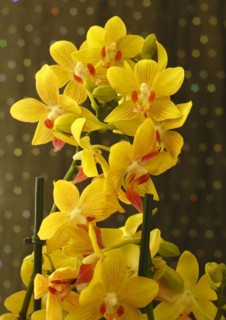 Butterfly orchid (Phalaenopsis), North Rhine-Westphalia, Germany, Europe