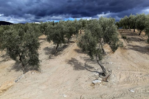 Landscape of dramatic storm clouds over olive trees, Uleila del Campo, Almeria, Spain, Europe