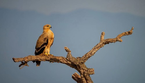 Spanish imperial eagle (Aquila adalberti), El Millaron Imperial Eagle Hid, Salorino, Extremadura