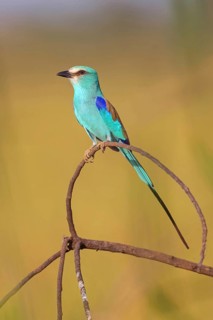 Abyssinian roller (Coracias abyssinica), Kuntaur rice fields, Kuntaur, South Bank, Gambia, Africa