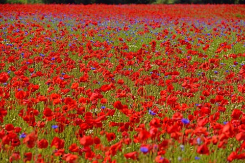 Europe, Germany, Mecklenburg-Western Pomerania, Poppy field near Göhren-Lebbin, Göhren-Lebbin,