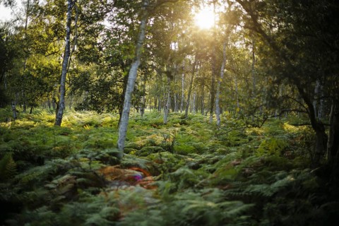 The sun rises shortly after sunrise in a forest densely overgrown with ferns near Born am Darß.