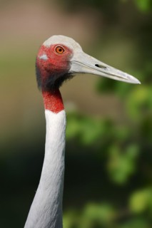 Sarus Crane (Antigone antigone, Grus antigone), portrait, captive, occurrence in Asia
