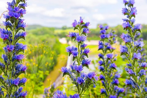 Echium vulgare also known as Viper's bugloss is a wild plant native to Europe, Viper's bugloss,