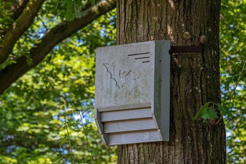 Concrete bat box, bat house, artificial roost for roosting bats fixed against tree trunk in forest