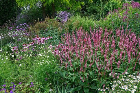 A lush garden with a variety of blooming flowers and green trees, dominated by pink flowers, North