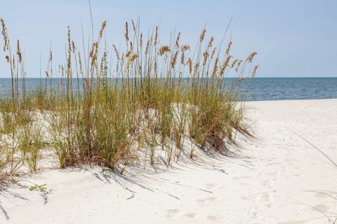 Sea oats provide erosion control on man made sand beach on the Gulf of Mexico at Gulfport and