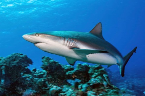 Female Grey reef shark (Carcharhinus amblyrhynchos) swimming fast over coral reef of stony corals