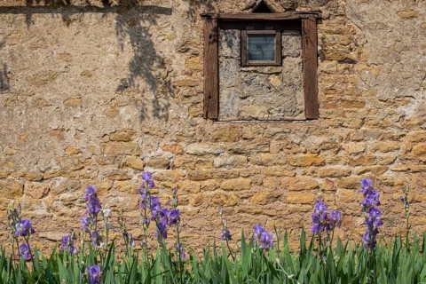 Irises in front of a sandstone wall, Burgundy, France, Europe
