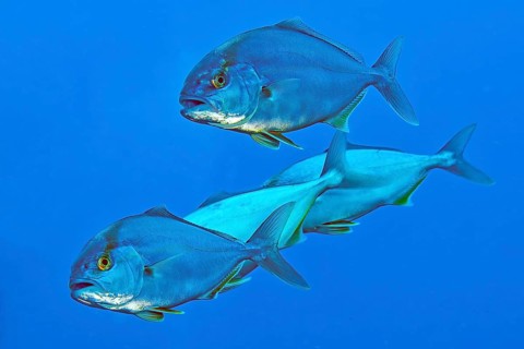Four specimens of Allied kingfish (Seriola dumerili), Mediterranean Sea