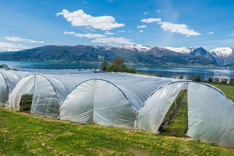 Sognefjord at Vangsnes, fruit-growing under plastic, view to the north bank of the Sognefjords,