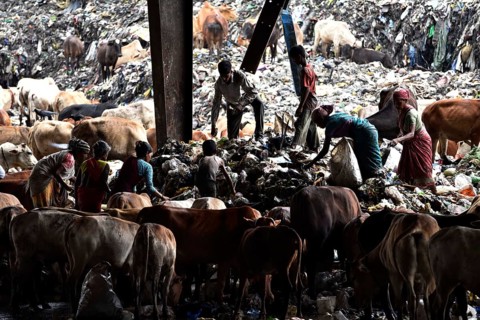 Rag pickers look for recyclable materials as cows wander around at one of the largest disposal