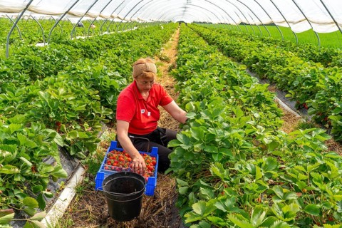 Harvesting strawberries, harvest helper, strawberry cultivation in the open field, under a foil