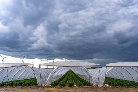 Agriculture, large areas with foil tunnels, for the cultivation of strawberries, wind farm, south