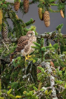 Common kestrel (Falco tinnunculus), a young bird not yet able to fly sitting on a branch outside
