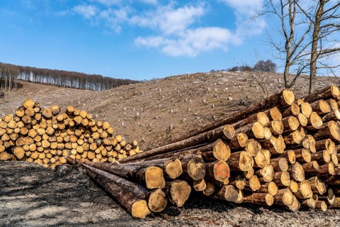 Cleared forest area north of the village of Öventrop, district of Arnsberg, dead spruce stands were