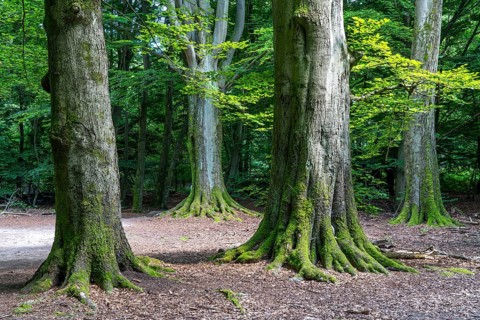 Giant beech trees in the Sababurg primeval forest, also known as the Reinhardswald primeval forest,
