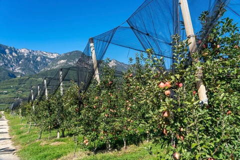 Apple-growing region in the Adige Valley, South Tyrol, large areas under cultivation, in South