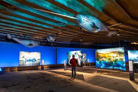 Plante Ozean exhibition in the Gasometer in Oberhausen, the world's oceans in their fragile beauty