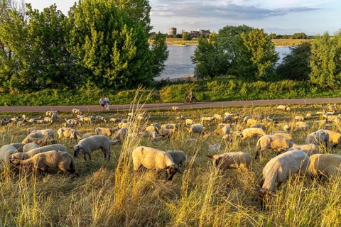 Flock of sheep on the dyke of the Rhine meadows near Duisburg-Baerl, on the other side of the Rhine