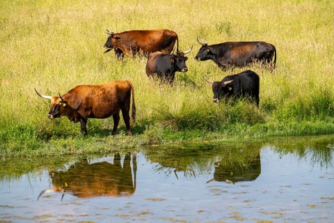 Herd of Hecker cattle in the Kiebitzwiese nature reserve, on the territory of the town of