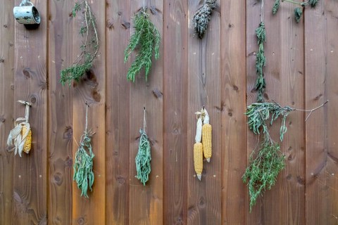 Various herbs and corn on the corn cob hanging on a wooden wall, Palatinate, Rhineland-Palatinate,