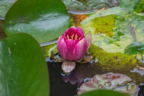 Pink water lily (Nymphaea), pink, red, North Rhine-Westphalia, Germany, Europe