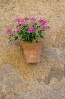 A flower pot with pink geraniums attached to a stone wall, Provence, France, Europe