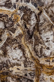 Fossil of sequoia (Sequoioideae), Miocene, structure, abstract, pattern, texture, nature, science,