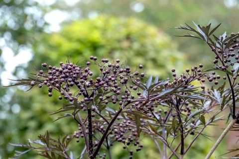 Black elderberry (Sambucus nigra BLACK LACE), North Rhine-Westphalia, Germany, Europe
