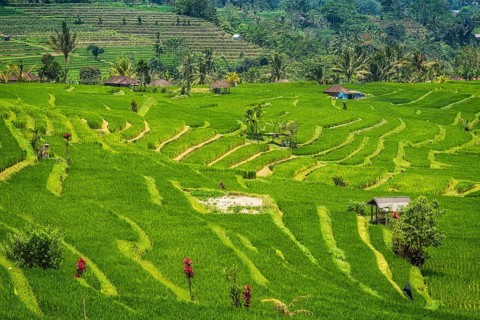 Jatiluwih, rice terrace, rice, agribusiness, agriculture, export, tourism, travel, landscape,