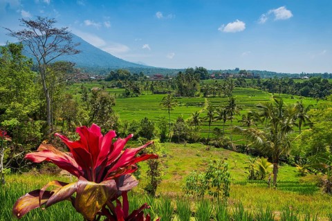 Jatiluwih, rice terrace, rice, agriculture, agriculture, club lily (Cordyline fructosia), tropical