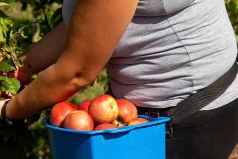Apple harvest in Meckenheim/Pfalz. Harvest workers from Bleichhof in Meckenheim harvesting Weirouge