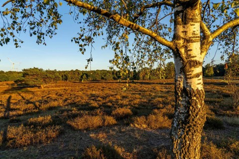 Westruper Heide, in the Hohe Mark Westmünsterland nature park Park, near Haltern am See, heather