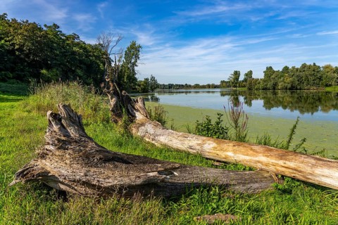Bislicher Insel nature reserve, near Xanten on the Lower Rhine, floodplain landscape, old Rhine