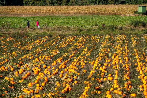 Pumpkin field, ripe pumpkins, shortly in front of harvest, near Neuss, North Rhine-Westphalia,