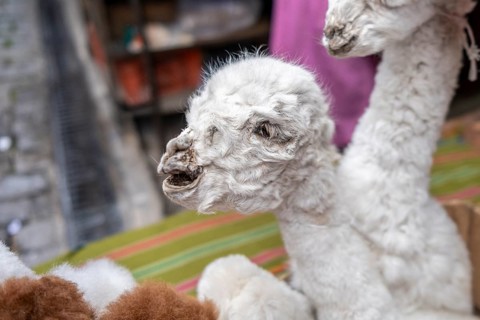 Dried llama fetuses, The Witches Market, La Paz, Bolivia, South America