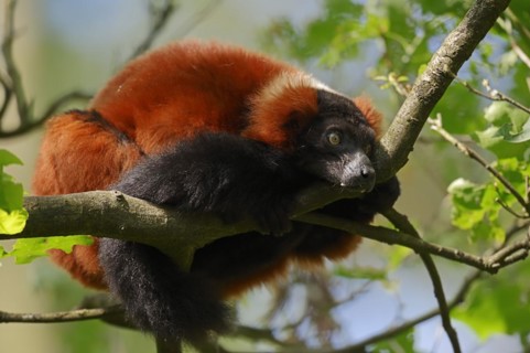 Red Vari (Varecia rubra, Varecia variegata rubra), captive, native to Madagascar